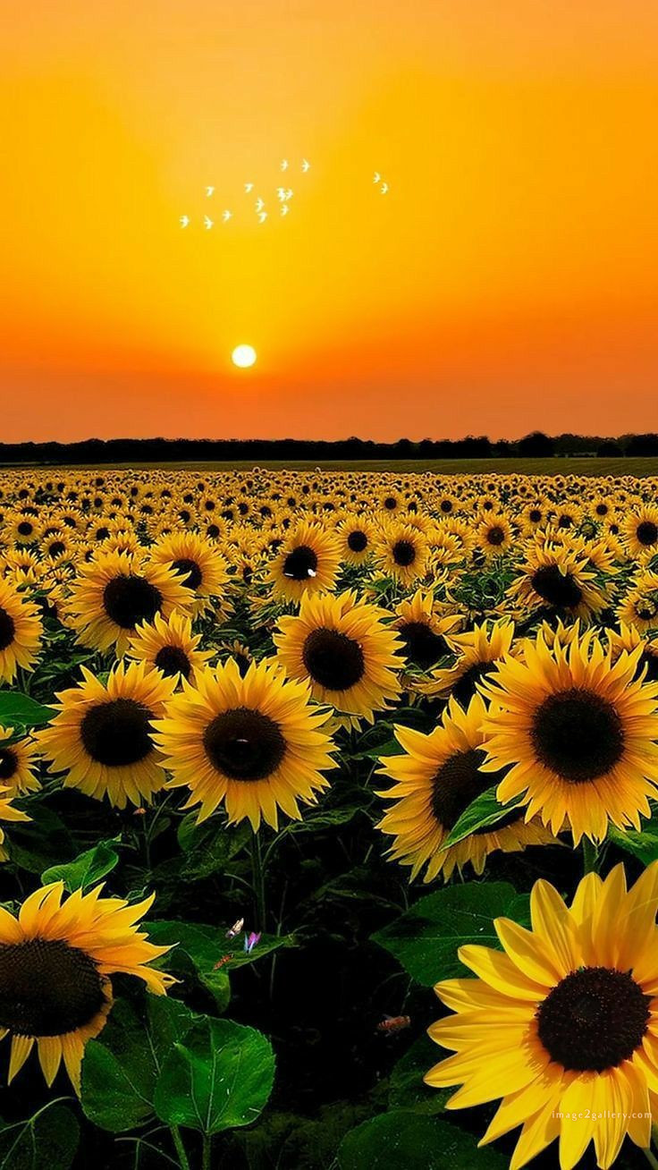 700+ Cute Flower Wallpaper Free Download | Beautiful Flowers Wallpapers for Mobile | 430 sunflower wallpaper hd -2(5)