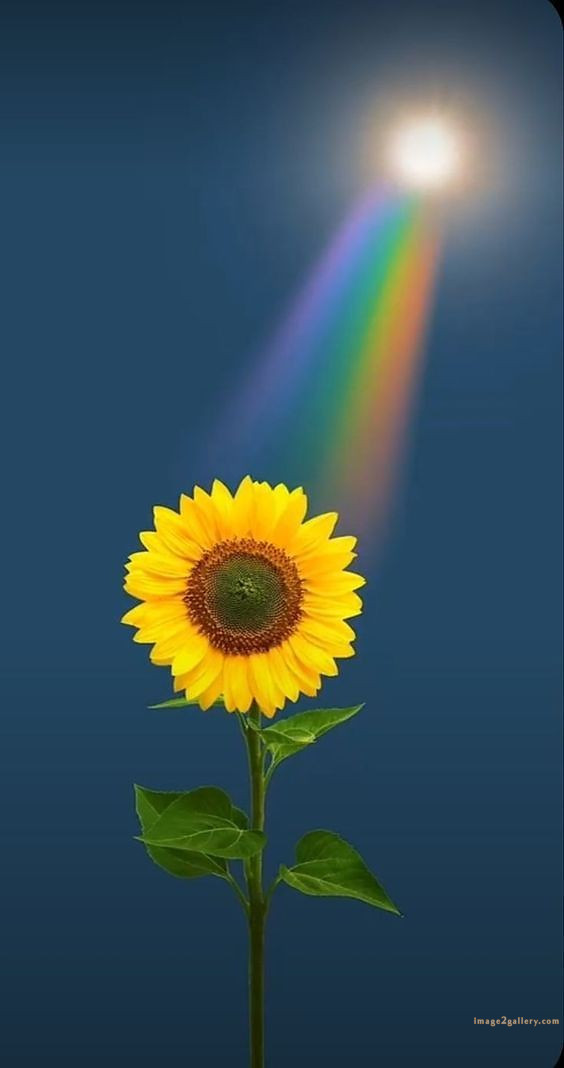 700+ Cute Flower Wallpaper Free Download | Beautiful Flowers Wallpapers for Mobile | 427 sunflower wallpaper hd -2(6)
