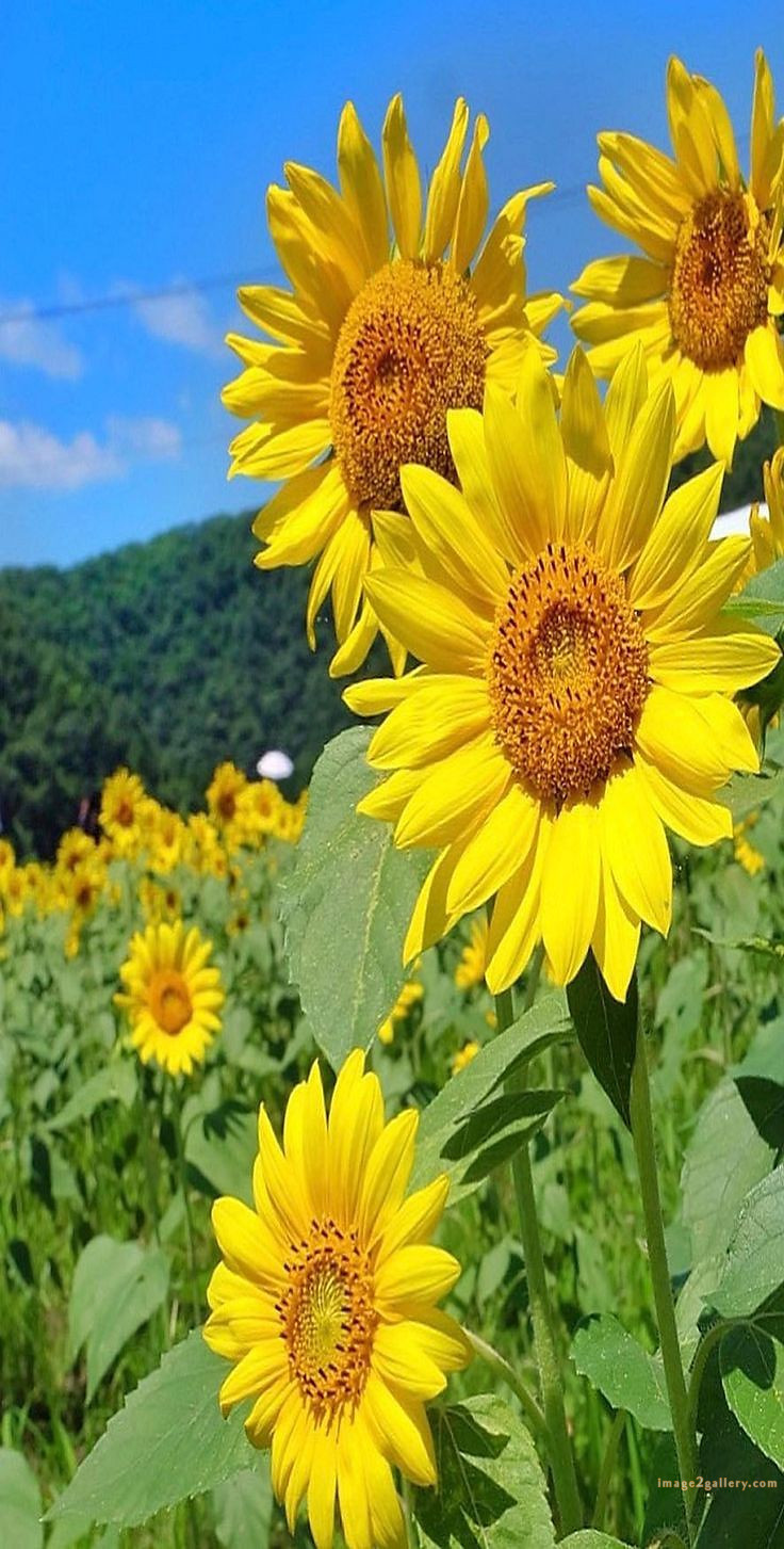 700+ Cute Flower Wallpaper Free Download | Beautiful Flowers Wallpapers for Mobile | 428 sunflower wallpaper hd -2(7)