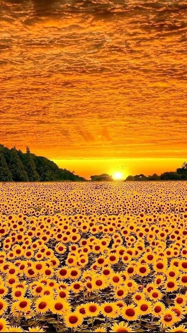 700+ Cute Flower Wallpaper Free Download | Beautiful Flowers Wallpapers for Mobile | 426 sunflower wallpaper hd -2(9)