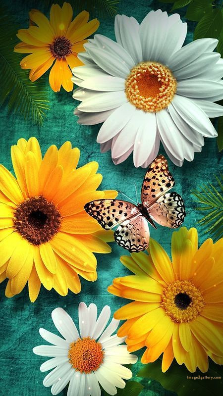700+ Cute Flower Wallpaper Free Download | Beautiful Flowers Wallpapers for Mobile | 359 sunflower wallpaper hd - im
