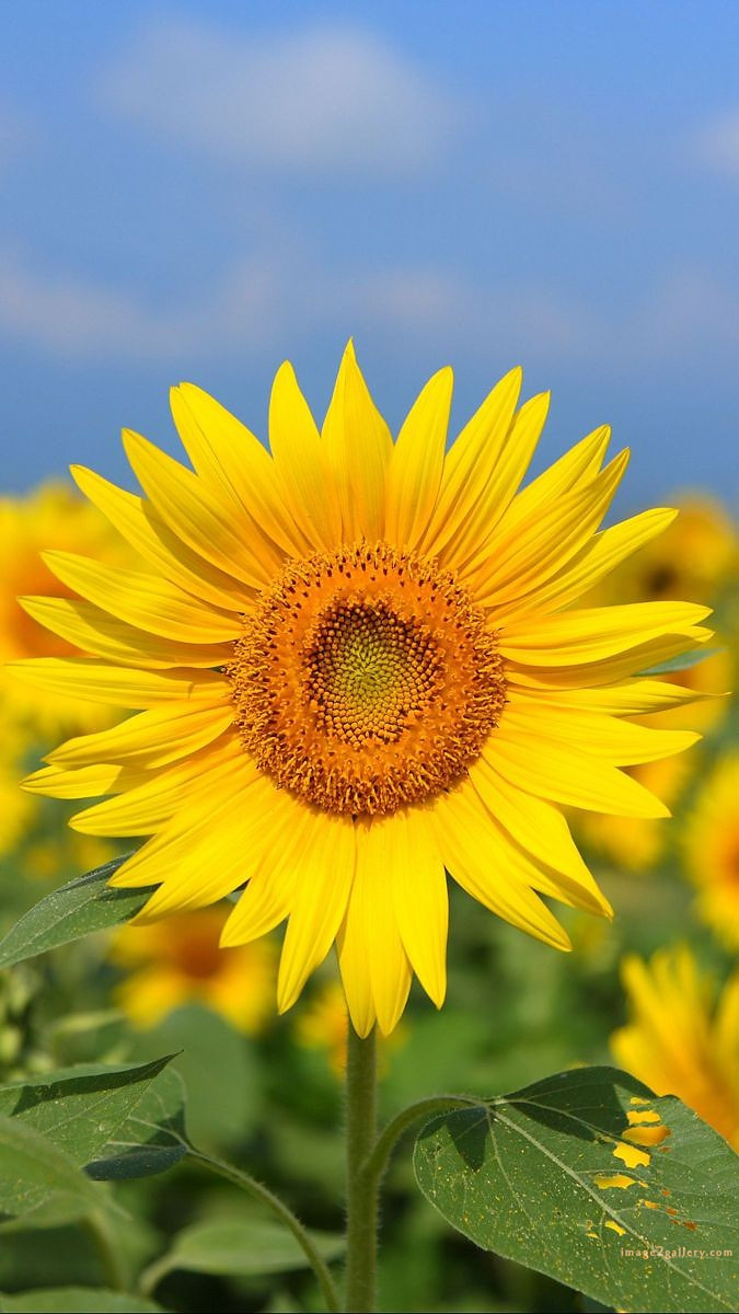 700+ Cute Flower Wallpaper Free Download | Beautiful Flowers Wallpapers for Mobile | 243 sunflower wallpaper hd - im(1)