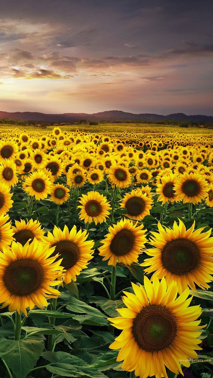700+ Cute Flower Wallpaper Free Download | Beautiful Flowers Wallpapers for Mobile | 310 sunflower wallpaper hd - im(2)