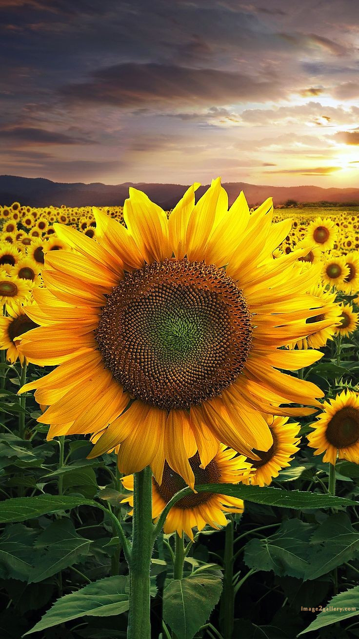 700+ Cute Flower Wallpaper Free Download | Beautiful Flowers Wallpapers for Mobile | 358 sunflower wallpaper hd - im(3)
