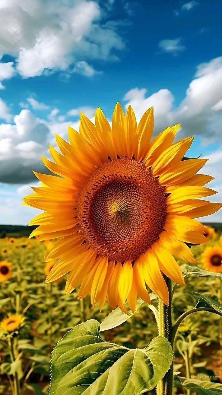 700+ Cute Flower Wallpaper Free Download | Beautiful Flowers Wallpapers for Mobile | 309 sunflower wallpaper hd - im(4)