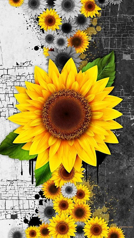 700+ Cute Flower Wallpaper Free Download | Beautiful Flowers Wallpapers for Mobile | 308 sunflower wallpaper hd - im(5)
