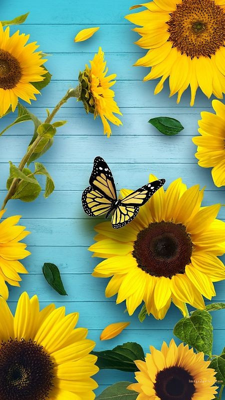 700+ Cute Flower Wallpaper Free Download | Beautiful Flowers Wallpapers for Mobile | 306 sunflower wallpaper hd - im(6)