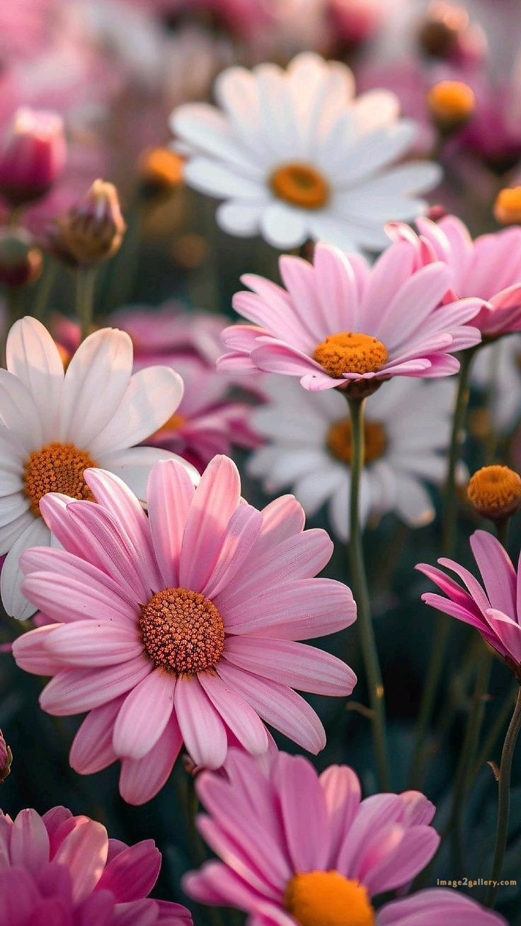 700+ Cute Flower Wallpaper Free Download | Beautiful Flowers Wallpapers for Mobile | 642 wallpaper flower aesthetic -