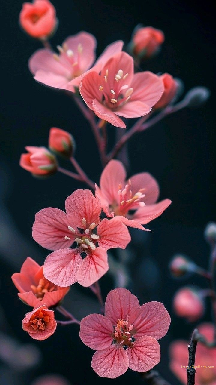 700+ Cute Flower Wallpaper Free Download | Beautiful Flowers Wallpapers for Mobile | 653 wallpaper flower aesthetic -(11)