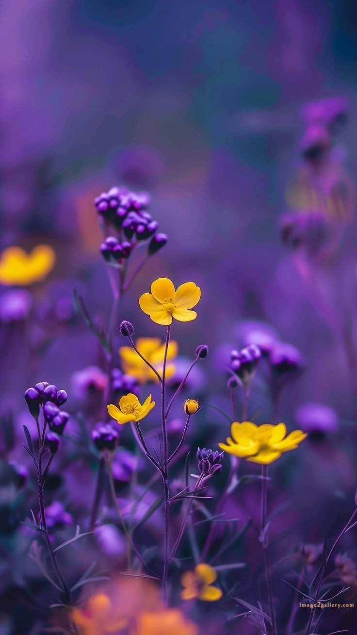700+ Cute Flower Wallpaper Free Download | Beautiful Flowers Wallpapers for Mobile | 652 wallpaper flower aesthetic -(14)