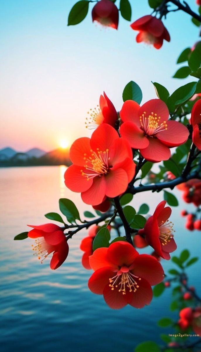 700+ Cute Flower Wallpaper Free Download | Beautiful Flowers Wallpapers for Mobile | 656 wallpaper flower aesthetic -(16)