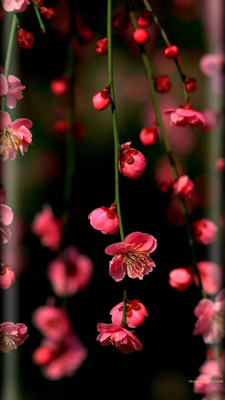 700+ Cute Flower Wallpaper Free Download | Beautiful Flowers Wallpapers for Mobile | 575 wallpaper flower aesthetic -(34)