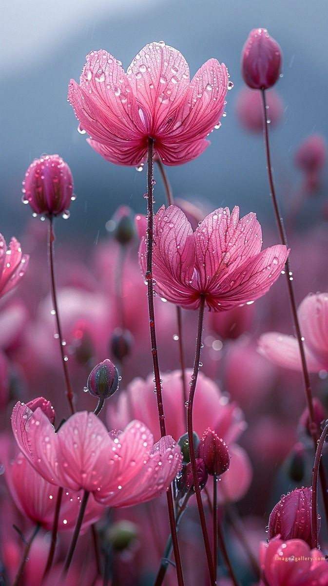 700+ Cute Flower Wallpaper Free Download | Beautiful Flowers Wallpapers for Mobile | 582 wallpaper flower aesthetic -(40)