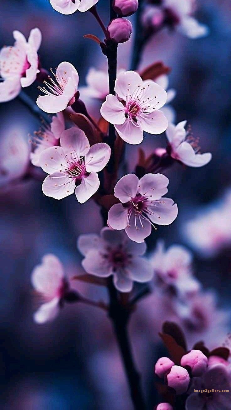 700+ Cute Flower Wallpaper Free Download | Beautiful Flowers Wallpapers for Mobile | 647 wallpaper flower aesthetic -(5)