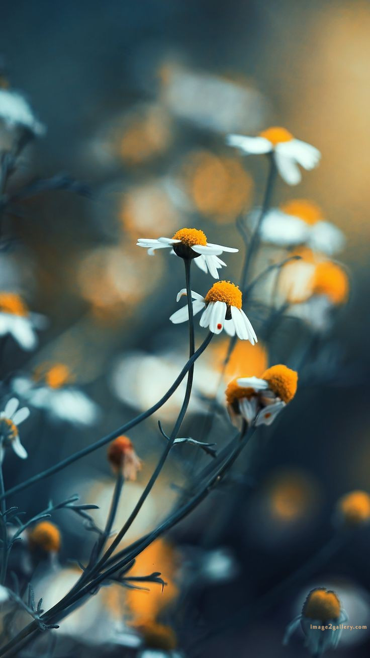 700+ Cute Flower Wallpaper Free Download | Beautiful Flowers Wallpapers for Mobile | 580 wallpaper flower free -(1)