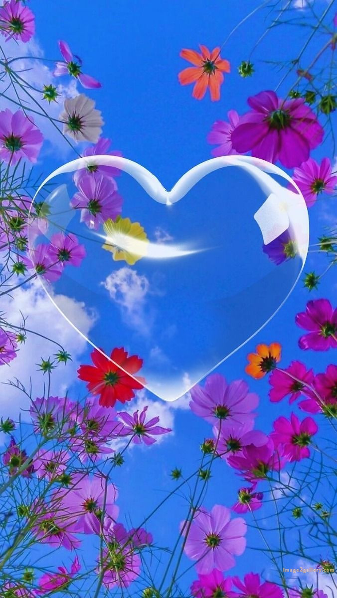 700+ Cute Flower Wallpaper Free Download | Beautiful Flowers Wallpapers for Mobile | 591 wallpaper flower free -(10)