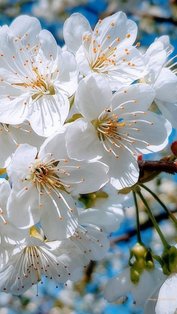 700+ Cute Flower Wallpaper Free Download | Beautiful Flowers Wallpapers for Mobile | 593 wallpaper flower free -(14)