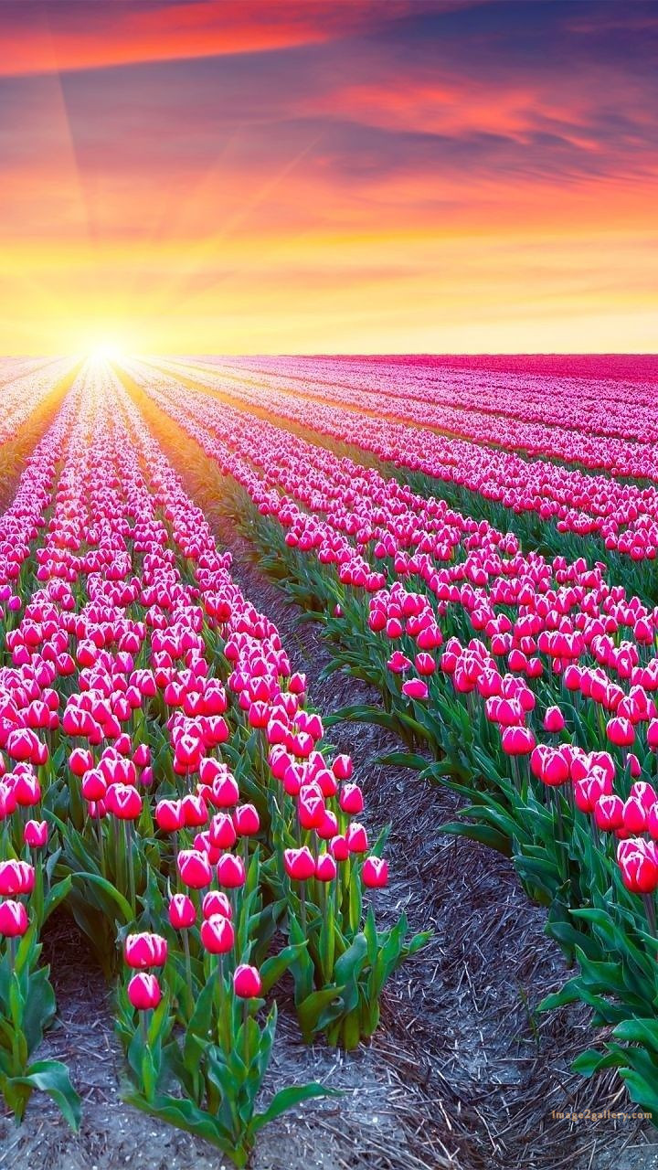 700+ Cute Flower Wallpaper Free Download | Beautiful Flowers Wallpapers for Mobile | 581 wallpaper flower free -(2)