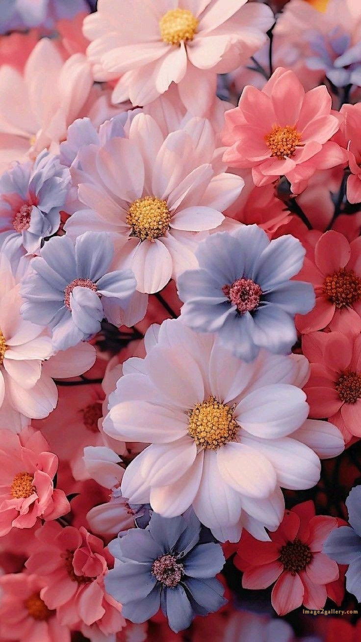 700+ Cute Flower Wallpaper Free Download | Beautiful Flowers Wallpapers for Mobile | 585 wallpaper flower free -(4)