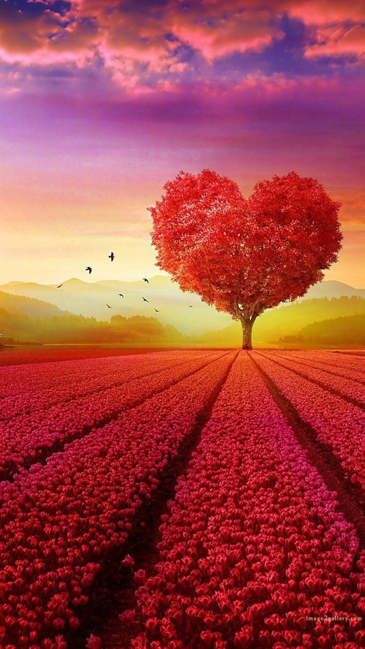 700+ Cute Flower Wallpaper Free Download | Beautiful Flowers Wallpapers for Mobile | 586 wallpaper flower free -(7)
