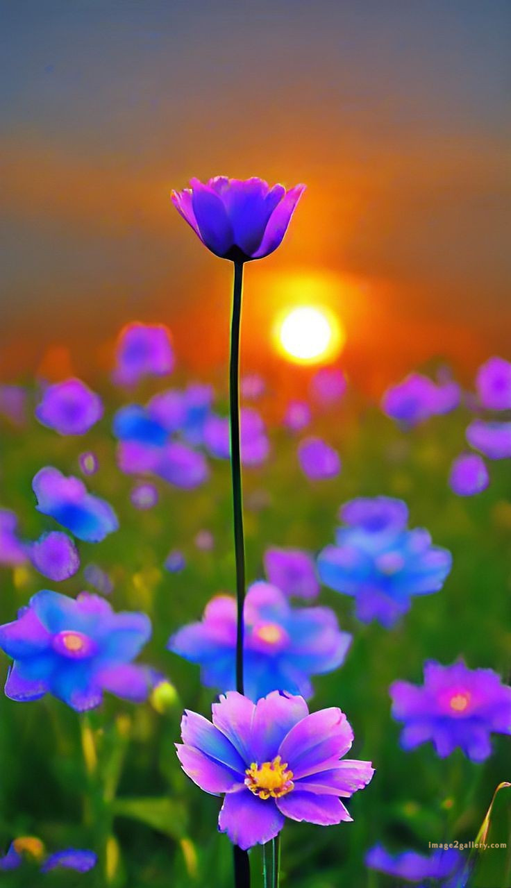 700+ Cute Flower Wallpaper Free Download | Beautiful Flowers Wallpapers for Mobile | 179 wallpaper flower hd -(10)