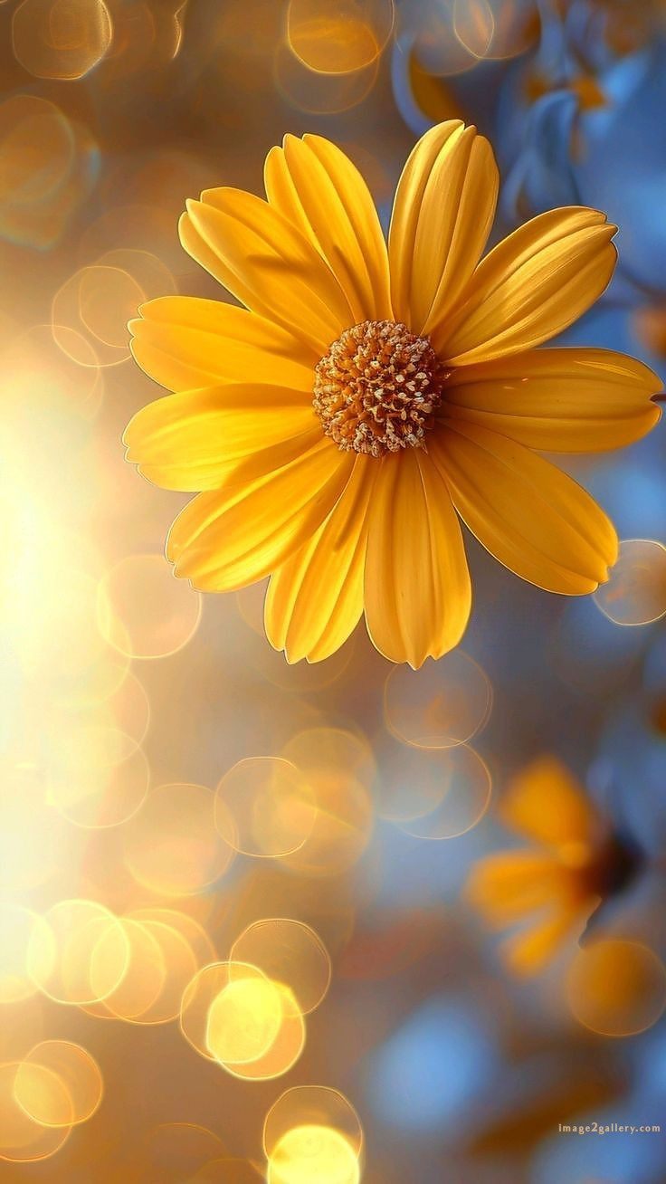 700+ Cute Flower Wallpaper Free Download | Beautiful Flowers Wallpapers for Mobile | 198 wallpaper flower hd -(3)