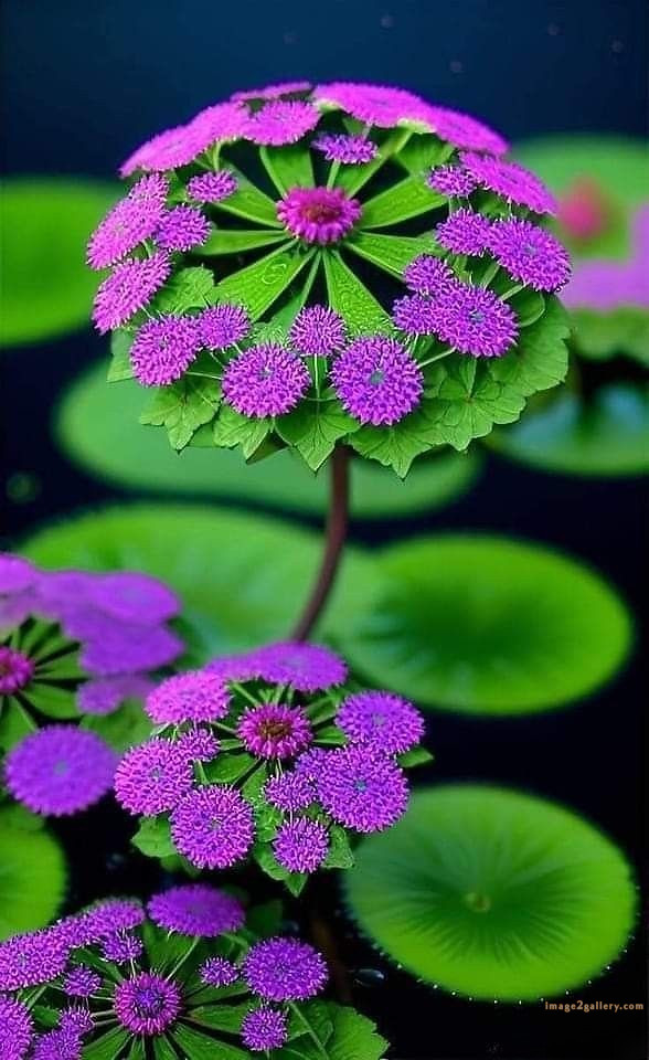 700+ Cute Flower Wallpaper Free Download | Beautiful Flowers Wallpapers for Mobile | 174 wallpaper flower hd -(5)