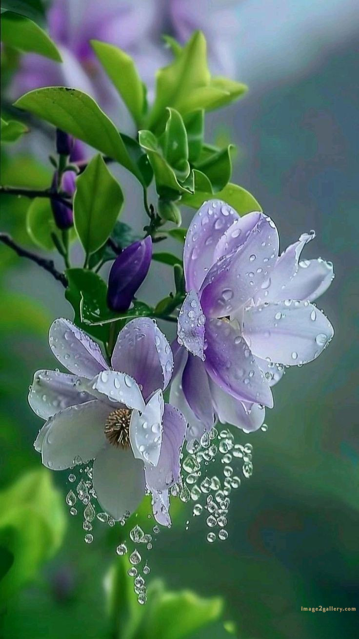 700+ Cute Flower Wallpaper Free Download | Beautiful Flowers Wallpapers for Mobile | 176 wallpaper flower hd -(7)