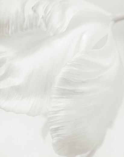 500+ White Background Image Free Download | White Background | 358 white ba -(7)