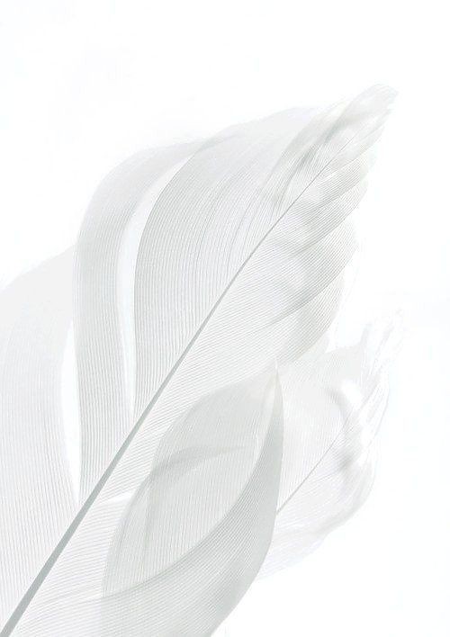 500+ White Background Image Free Download | White Background | 342 white bac -(7)