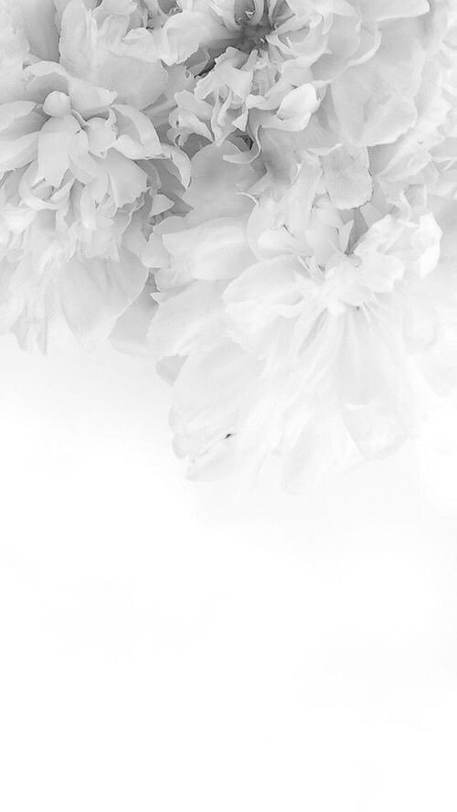 500+ White Background Image Free Download | White Background | 275 white background for pictures -(2)