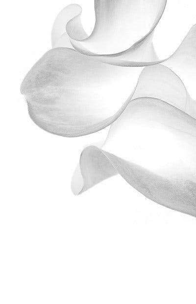500+ White Background Image Free Download | White Background | 135 white background image -