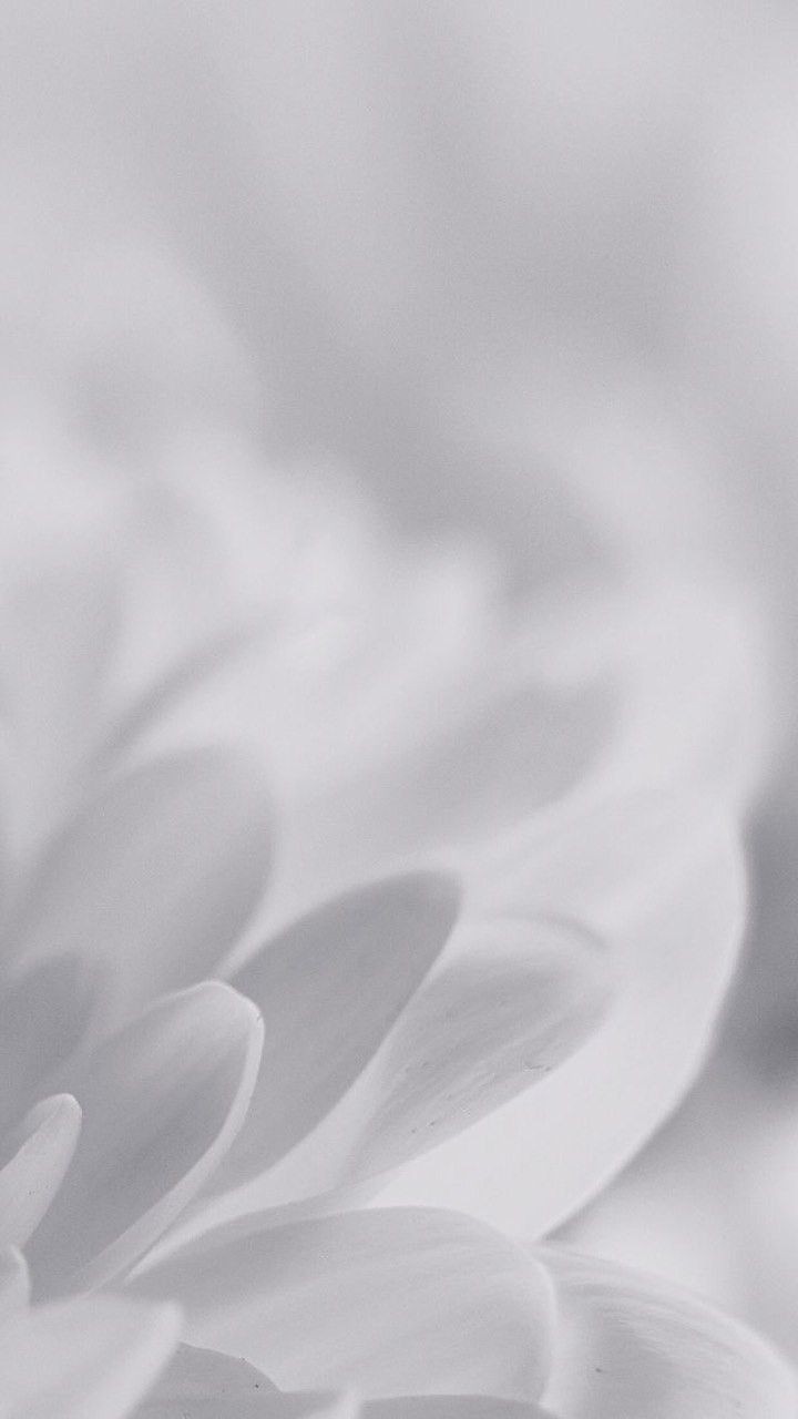 500+ White Background Image Free Download | White Background | 249 white background image -(1)