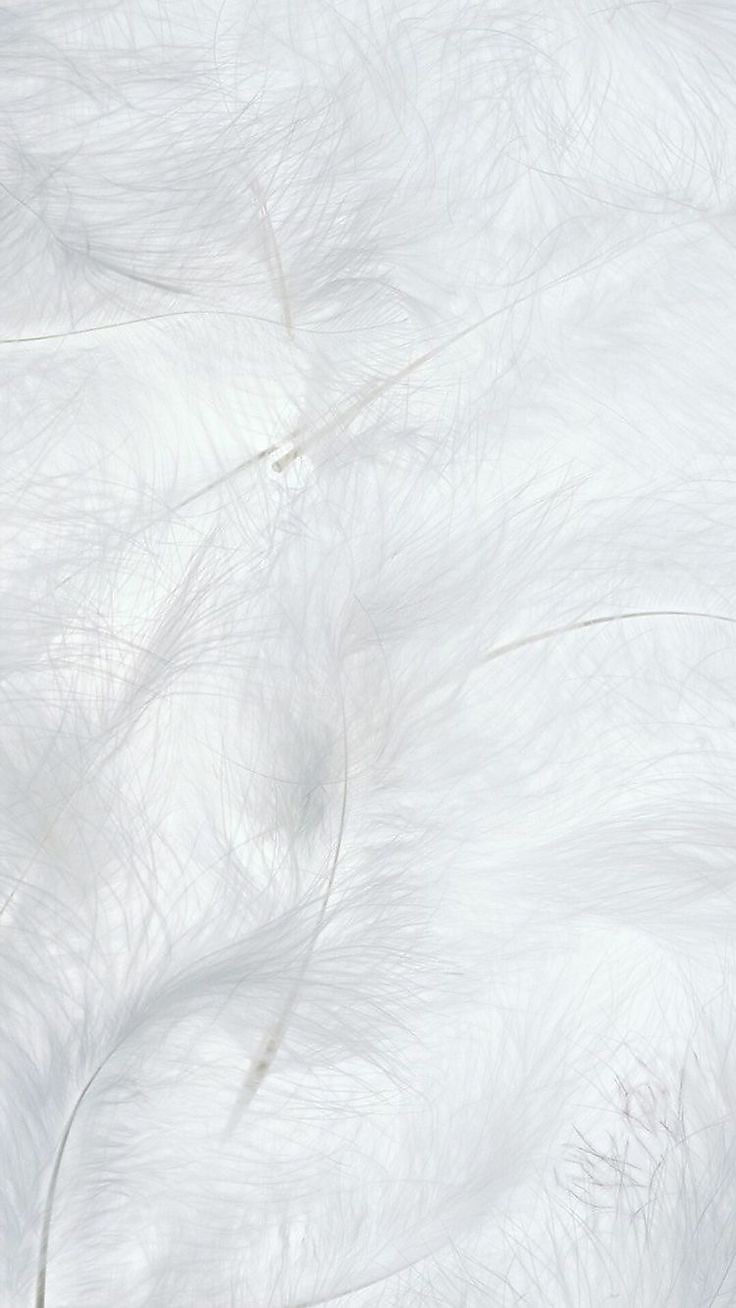 500+ White Background Image Free Download | White Background | 205 white bkg -(3)