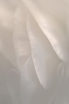 500+ White Background Image Free Download | White Background | 455 white colour background hd -(12)