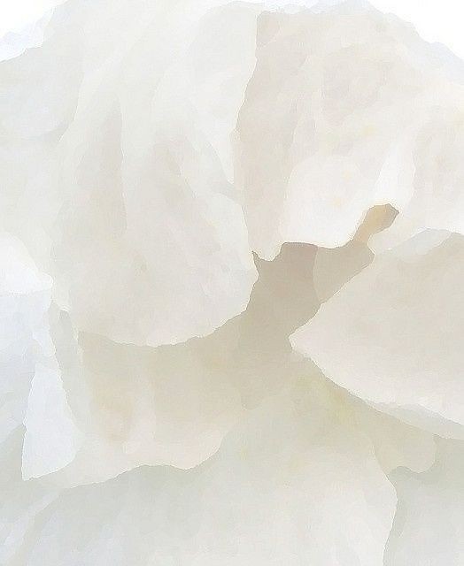 500+ White Background Image Free Download | White Background | 450 white colour background hd -(14)