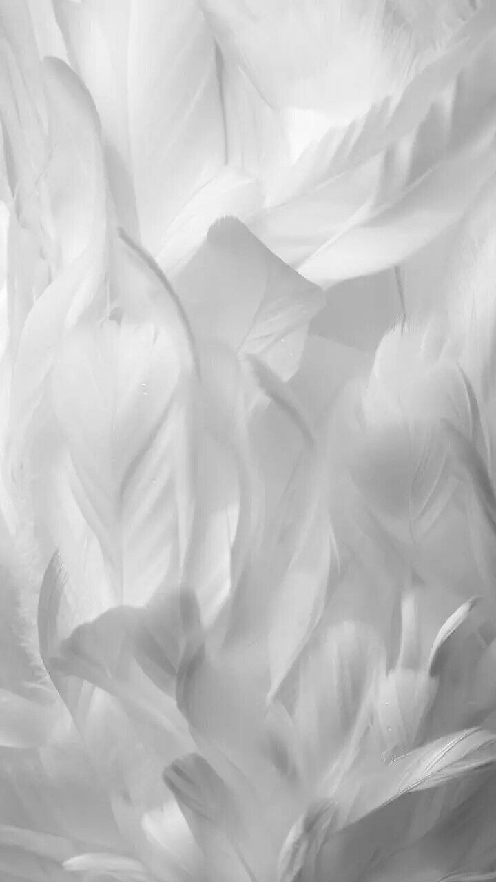 500+ White Background Image Free Download | White Background | 94 white white background -(8)
