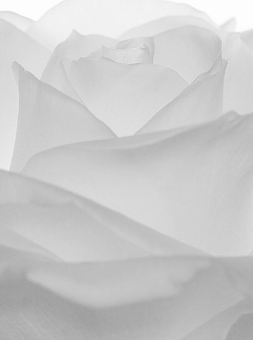 500+ White Background Image Free Download | White Background | 30 whiten the background of a photo -(1)