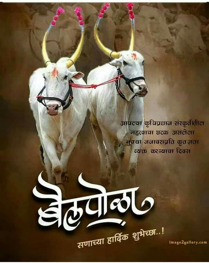 100+ Bail Pola Wishes In Marathi | बैल पोळा शुभेच्छा संदेश मराठीत | 53 बैल पोळा शुभेच्छा मराठी -(1)