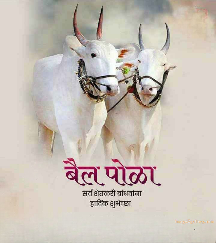 100+ Bail Pola Wishes In Marathi | बैल पोळा शुभेच्छा संदेश मराठीत | 56 बैल पोळा शुभेच्छा मराठी -(5)