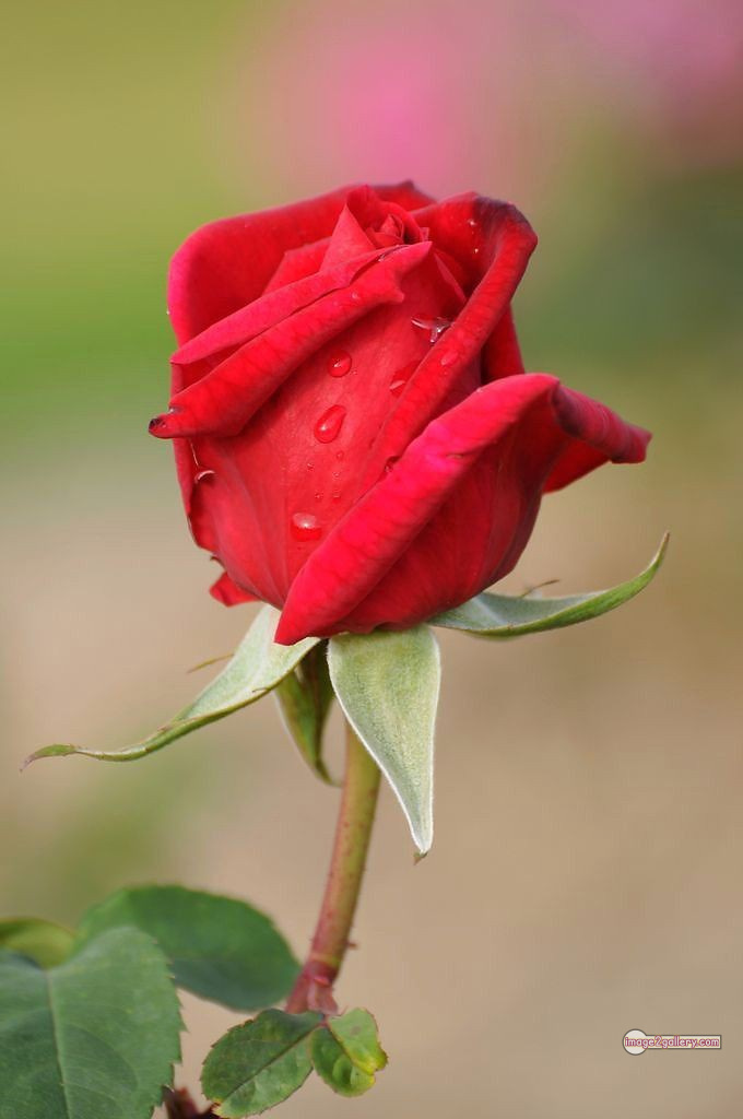 3300+ Beautiful Rose Flowers Image | Rose Flower HD Pic Download | 2038 1 red rose -(1)