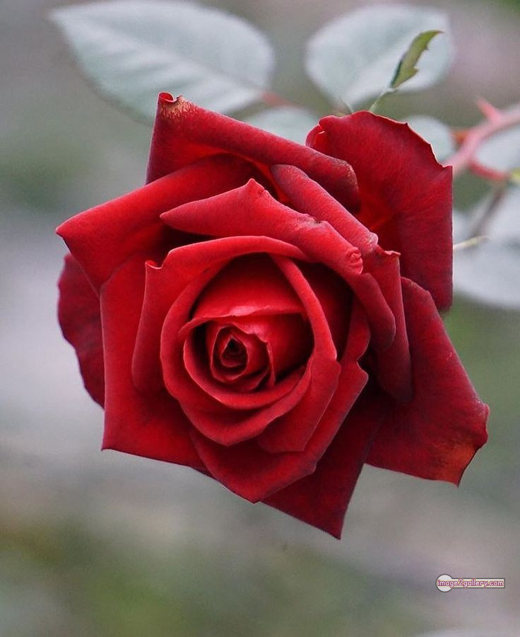 3300+ Beautiful Rose Flowers Image | Rose Flower HD Pic Download | 2143 1 red rose -(12)