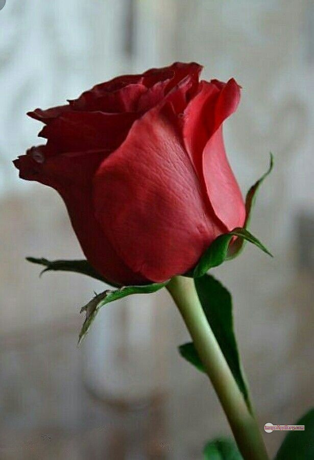 3300+ Beautiful Rose Flowers Image | Rose Flower HD Pic Download | 2126 1 red rose -(13)