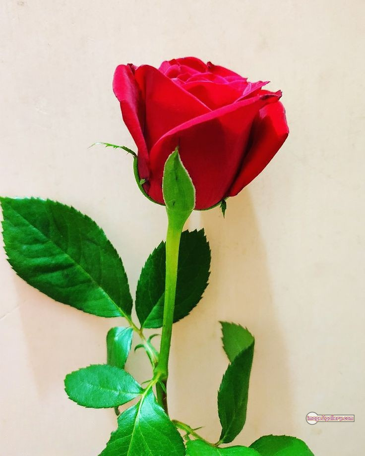 3300+ Beautiful Rose Flowers Image | Rose Flower HD Pic Download | 1965 1 red rose -(14)