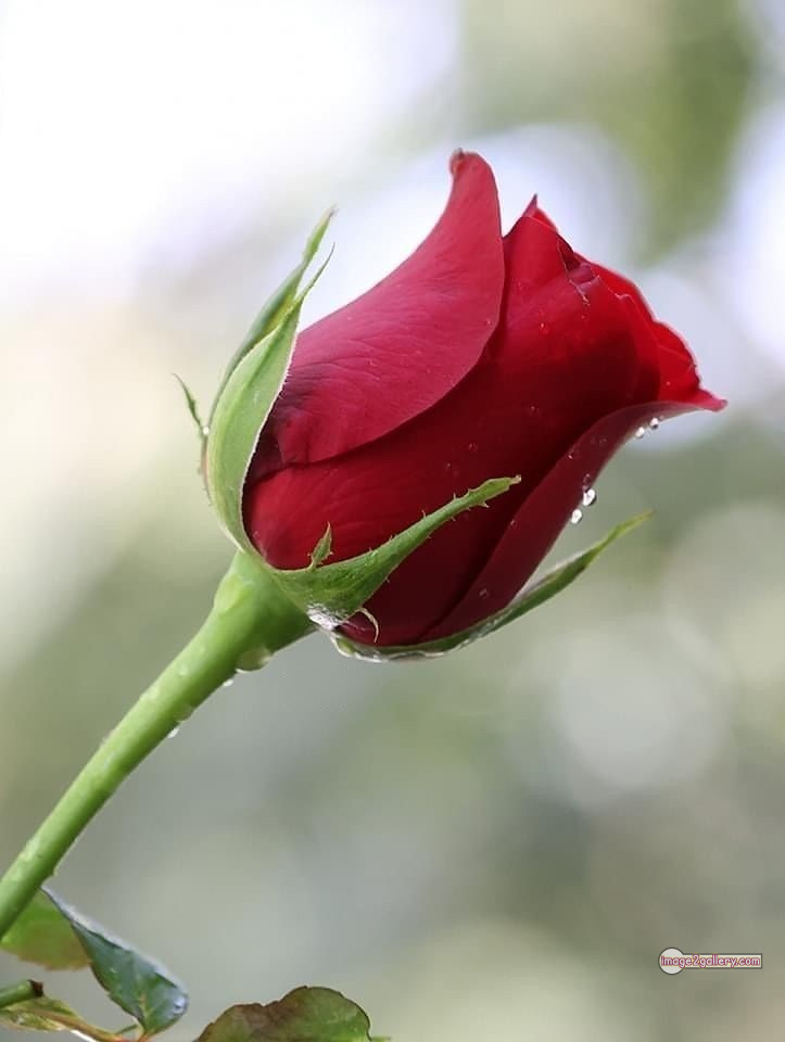 3300+ Beautiful Rose Flowers Image | Rose Flower HD Pic Download | 2124 1 red rose -(15)