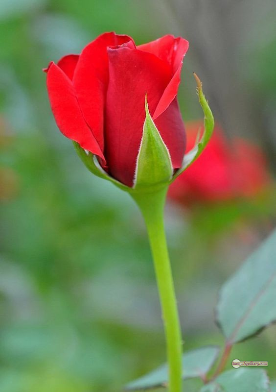 3300+ Beautiful Rose Flowers Image | Rose Flower HD Pic Download | 2039 1 red rose -(2)