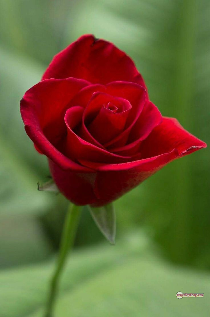 3300+ Beautiful Rose Flowers Image | Rose Flower HD Pic Download | 2074 1 red rose -(8)