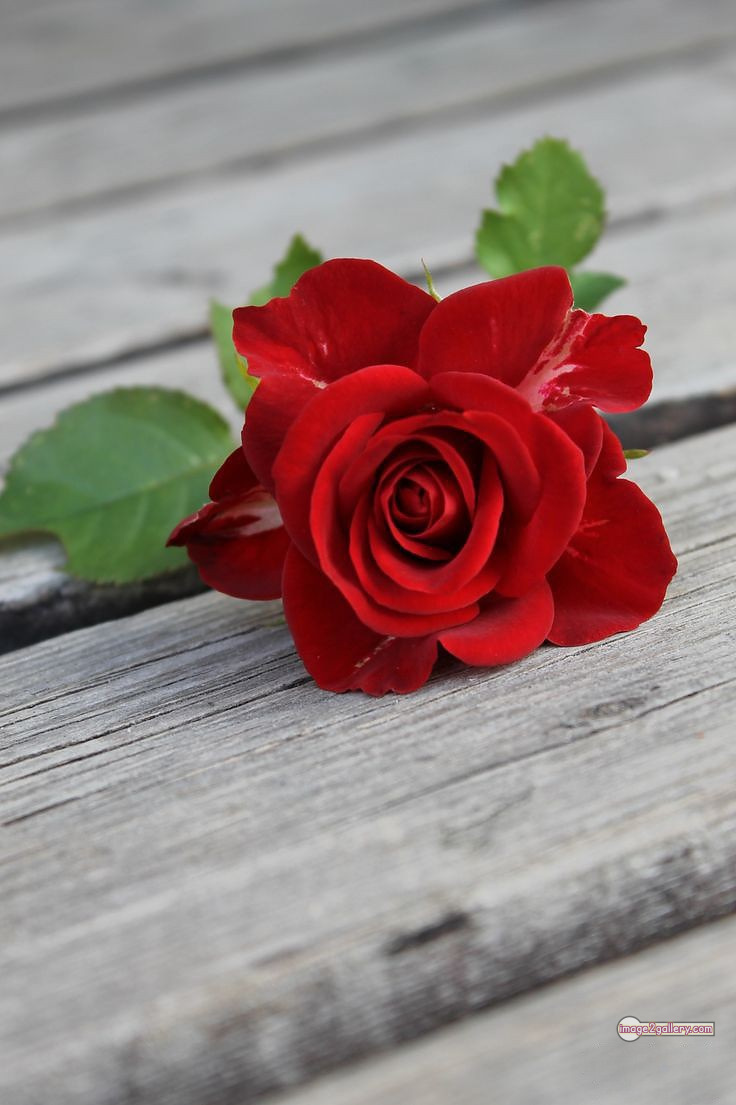 3300+ Beautiful Rose Flowers Image | Rose Flower HD Pic Download | 2077 1 red rose -(9)