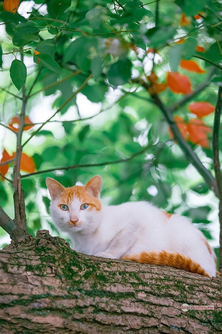 800+ Cute Cate Photos Download | Beautiful Cute Cat Images | 98 amazing cat images -
