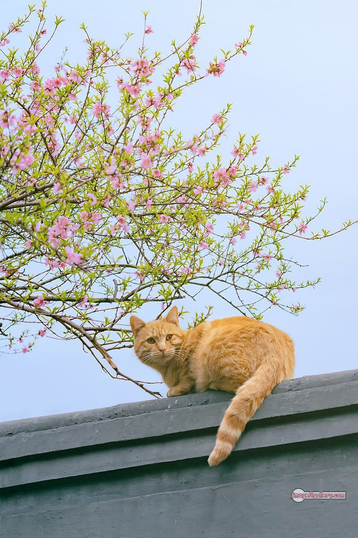 800+ Cute Cate Photos Download | Beautiful Cute Cat Images | 97 amazing cat images -(1)